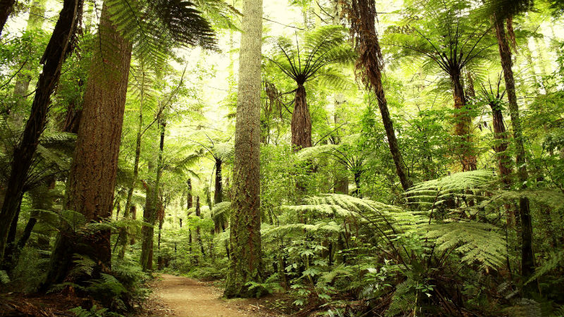 A Local Arborist in Marietta GA Can Improve the Looks of Your Landscape