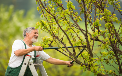 Affordable Tree Removal Service in Atlanta, GA: Safety and Expertise Guaranteed