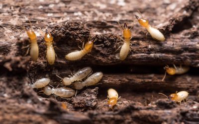 Protect your Queensland home with termite inspections Gold Coast residents trust for lasting results