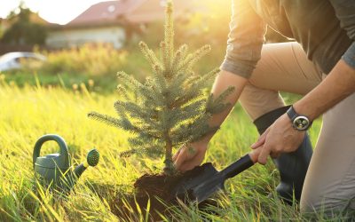 Enhance curb appeal with lawn care services that Germantown, TN, residents rely on for a beautiful yard