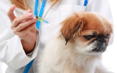 Why Choosing a Cat Vet Clinic in Monmouth County, NJ Matters for Your Feline’s Health?