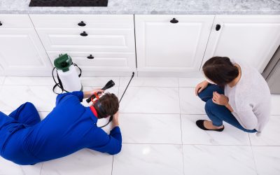 Protect Your Home with Termites Control in Monmouth County, NJ, Experts for Lasting Safety