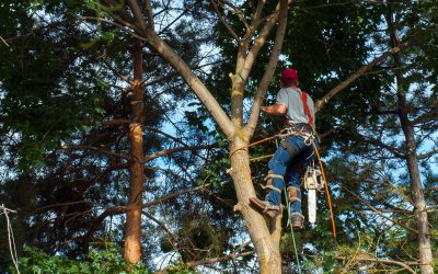 Enhance Your Landscape with a Professional Tree Planting Service Longmont CO Residents Trust